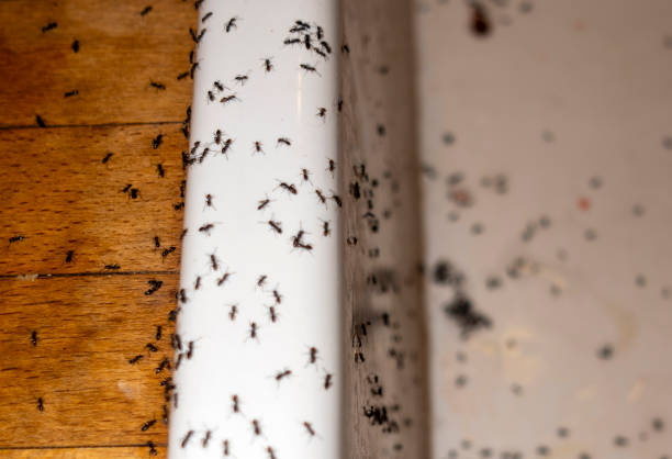 Best Affordable Pest Control Services  in Jamestown, KY