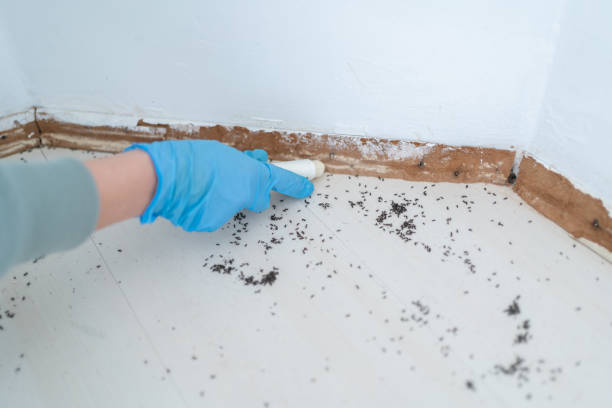 Best Local Pest Control Services  in Jamestown, KY